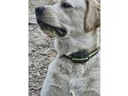 Adopt Dolly a Tan/Yellow/Fawn - with White Labrador Retriever / Mixed dog in