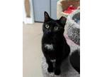 Adopt Dottie a All Black Domestic Shorthair / Mixed (short coat) cat in Gonic