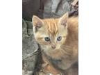 Adopt Droopy a Orange or Red Tabby Domestic Shorthair / Mixed (short coat) cat