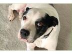 Adopt Izzy a White - with Black Pit Bull Terrier / Boxer / Mixed dog in Amherst