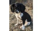 Adopt Sadie a Black - with Tan, Yellow or Fawn Cavapoo / Mixed dog in Rogers