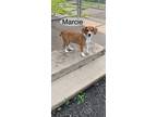 Adopt Marcie a Red/Golden/Orange/Chestnut - with White Beagle / Mixed Breed