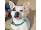 Adopt Joe a White - with Gray or Silver American Staffordshire Terrier /