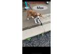 Adopt Max a Red/Golden/Orange/Chestnut - with White Beagle / Mixed Breed (Small)