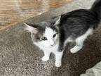 Adopt Loofy a Gray or Blue (Mostly) Turkish Angora / Mixed (medium coat) cat in