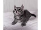 Adopt Little Frankie a Gray, Blue or Silver Tabby Domestic Shorthair / Mixed