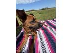 Adopt Pico a Brown/Chocolate Mutt / Mixed dog in Murfreesboro, TN (41532629)