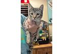 Adopt Ketchup a Domestic Shorthair / Mixed (short coat) cat in Maumelle