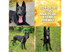 Adopt 2024-05-181 *Titus* a German Shepherd Dog / Mixed dog in Winder