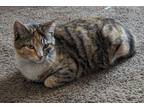 Adopt Bob a Tan or Fawn Manx / Mixed (short coat) cat in Indianapolis