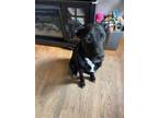 Adopt Finch a Black - with White Labrador Retriever / Mixed dog in Fenton