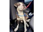 Adopt Dutton a Black - with White Pit Bull Terrier / Mixed dog in Chicago
