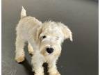 Adopt ADOPTION PENDING Bentley a White Miniature Schnauzer / Mixed dog in