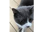 Adopt Max a Gray or Blue (Mostly) Domestic Shorthair / Mixed (short coat) cat in