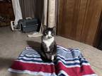Adopt Molly a Black & White or Tuxedo Tabby (medium coat) cat in Fort Mill