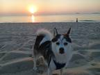 Adopt Ozzy a Black - with White Pomsky / Mixed dog in Fort Lauderdale