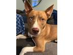 Adopt Jack a Red/Golden/Orange/Chestnut - with White Pitsky / Mixed dog in