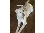 Adopt Spoon a White Labrador Retriever / Great Pyrenees / Mixed dog in Mesa