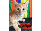 Adopt Gearshift a Orange or Red Domestic Shorthair / Mixed Breed (Medium) /