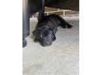 Adopt Phoenix a Black Mutt / Mixed dog in Texas City, TX (41532386)