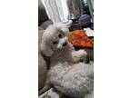 Adopt Gracie a White Bichon Frise / Mixed dog in Magnolia, DE (41532321)