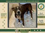 Adopt Baby a Mixed Breed (Medium) / Mixed dog in Melbourne, FL (41532317)