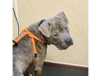 Adopt Bowmann a Pit Bull Terrier / Mixed dog in Salisbury, MD (41532315)