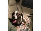 Adopt Stella a Brindle Hound (Unknown Type) / Mixed dog in Fort Wayne