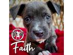 Adopt Faith SUMMER a Gray/Blue/Silver/Salt & Pepper American Pit Bull Terrier