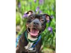 Adopt Bam-Bam a American Pit Bull Terrier / Mixed dog in Kingston, NY (41513903)