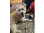Adopt Lulu a Tan/Yellow/Fawn Cairn Terrier / Terrier (Unknown Type