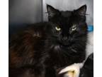 Adopt Moonie a All Black Domestic Longhair cat in Johnstown, PA (41511060)