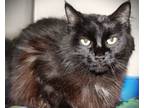 Adopt Gwendolyn a All Black Domestic Longhair cat in Johnstown, PA (41511059)