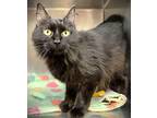 Adopt Mama Mia a All Black Domestic Longhair cat in Johnstown, PA (41511058)