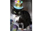 Adopt Princess a All Black Domestic Mediumhair cat in Johnstown, PA (41511057)
