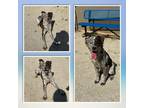 Adopt 18878 a Spaniel (Unknown Type) / Mixed dog in Covington, GA (41500094)