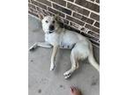 Adopt Hope a White Mutt / Mixed dog in Texas City, TX (41532301)