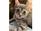 Adopt Rudy a Domestic Shorthair / Mixed (short coat) cat in POMONA