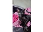 Adopt Coco a All Black Domestic Shorthair / Mixed (short coat) cat in Middle