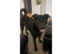 Adopt Taz a Black Labrador Retriever / German Shepherd Dog / Mixed dog in Sandy