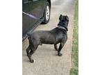 Adopt Saba a Black Cane Corso / Mixed dog in Alpharetta, GA (41531956)