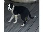 Adopt Zoe Taylor and Travis a Black - with White Border Collie / Mixed dog in