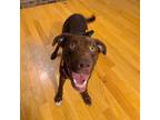 Adopt Nala a Brown/Chocolate Labrador Retriever / Mixed dog in Ofallon