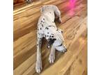 Adopt Jamie a White - with Brown or Chocolate Dalmatian / Mixed dog in Barnegat