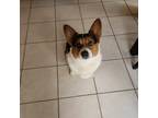 Adopt Sumo a Tricolor (Tan/Brown & Black & White) Corgi / Mixed dog in Chatham