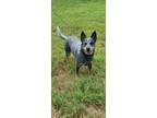 Adopt AC a Gray/Blue/Silver/Salt & Pepper Australian Cattle Dog / Mixed dog in