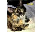 Adopt Frida a Domestic Shorthair / Mixed (long coat) cat in Cambridge