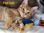 Adopt Harlow a Domestic Shorthair / Mixed (short coat) cat in Cambridge