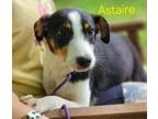 Adopt Astaire a Border Collie / Mixed dog in Cambridge, MD (41505684)