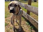 Adopt Waylon a Black Mouth Cur / Mixed dog in Wauchula, FL (41495360)